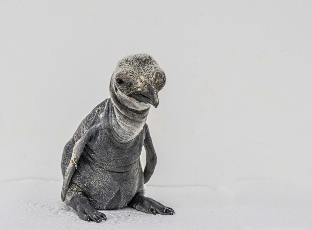 Freddie, the King Penguin chick hatched at Birdland Park & Gardens